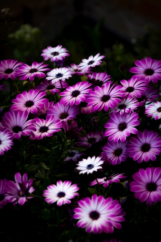 Primavera