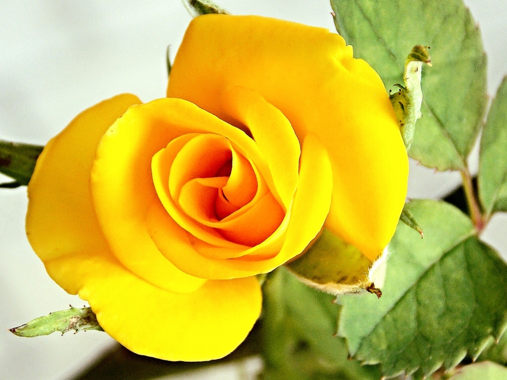 Golden rose