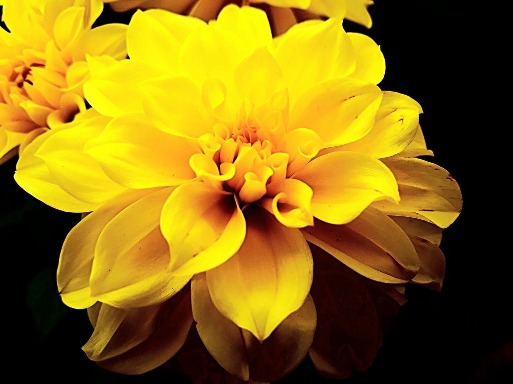 Petali di luce