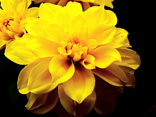 Petali di luce