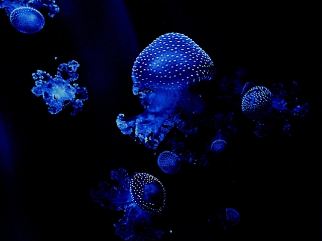 Meduse