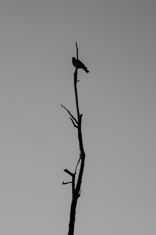 The Watcher