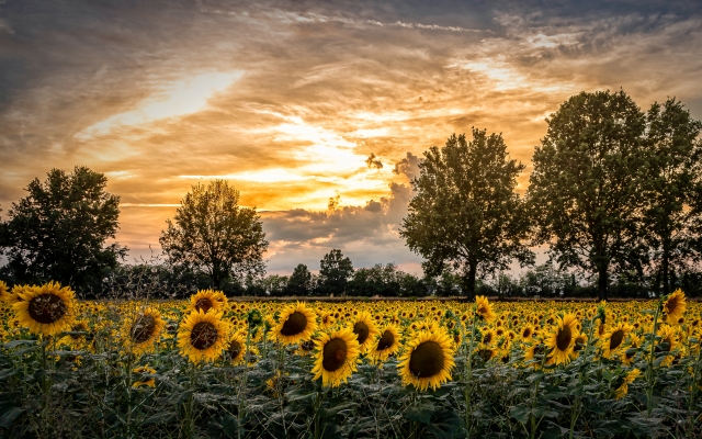 Girasoli