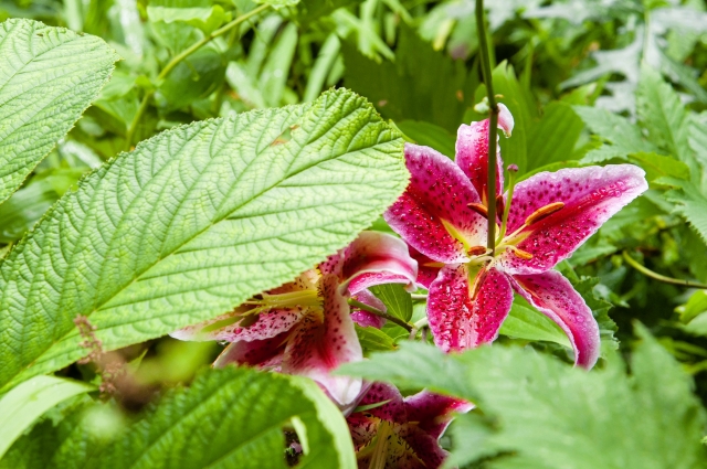 Fiore fucsia