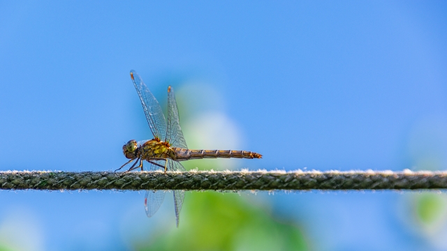 Dragonfly