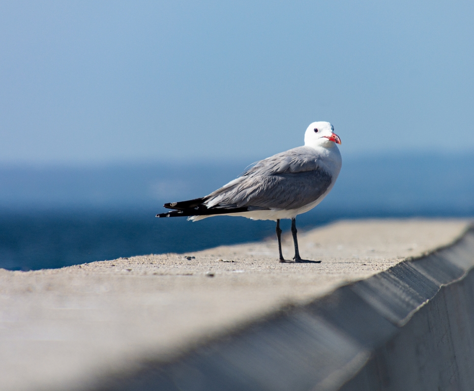 Il gabbiano solitario