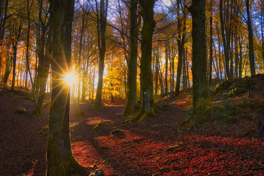 Sole autunnale che splende tra gli alberi