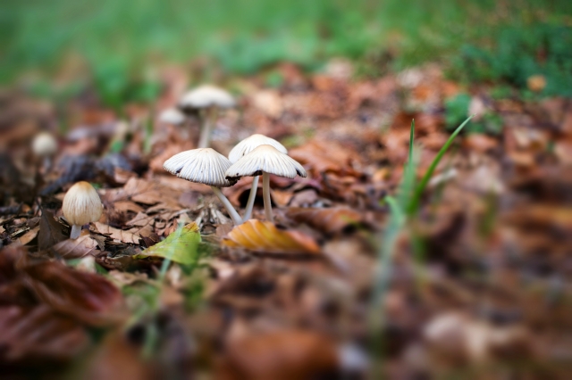 funghi sul suolo del bosco  monti simbruini Lazio