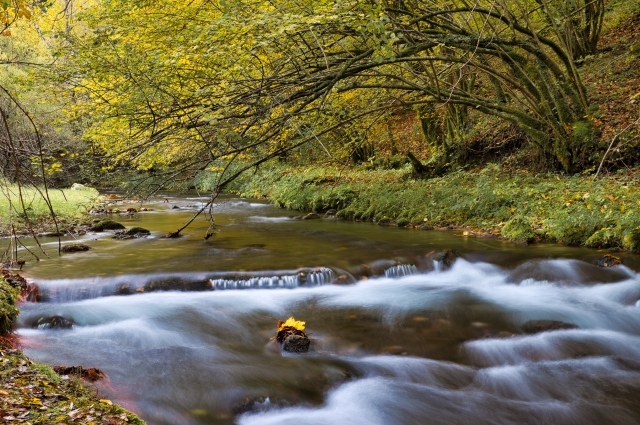 Fiume Simbrivio attraverso  ambiente boschivo