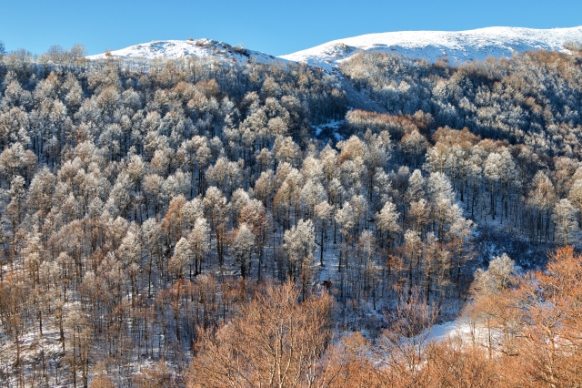 Bosco innevato con faggi e montagne sullo sfondo · giuman64