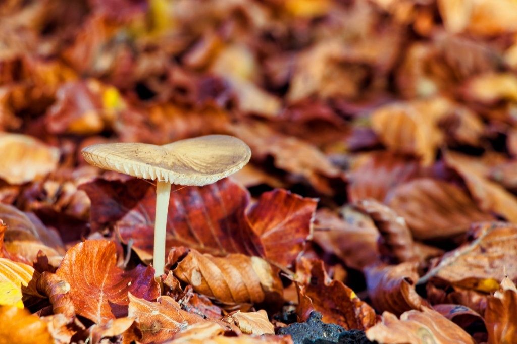 Fungo solitario circondato da foglie autunnali cadute.