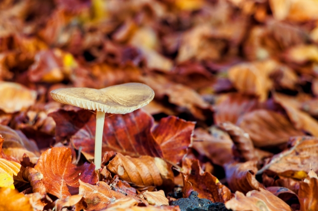 Fungo solitario circondato da foglie autunnali cadute.