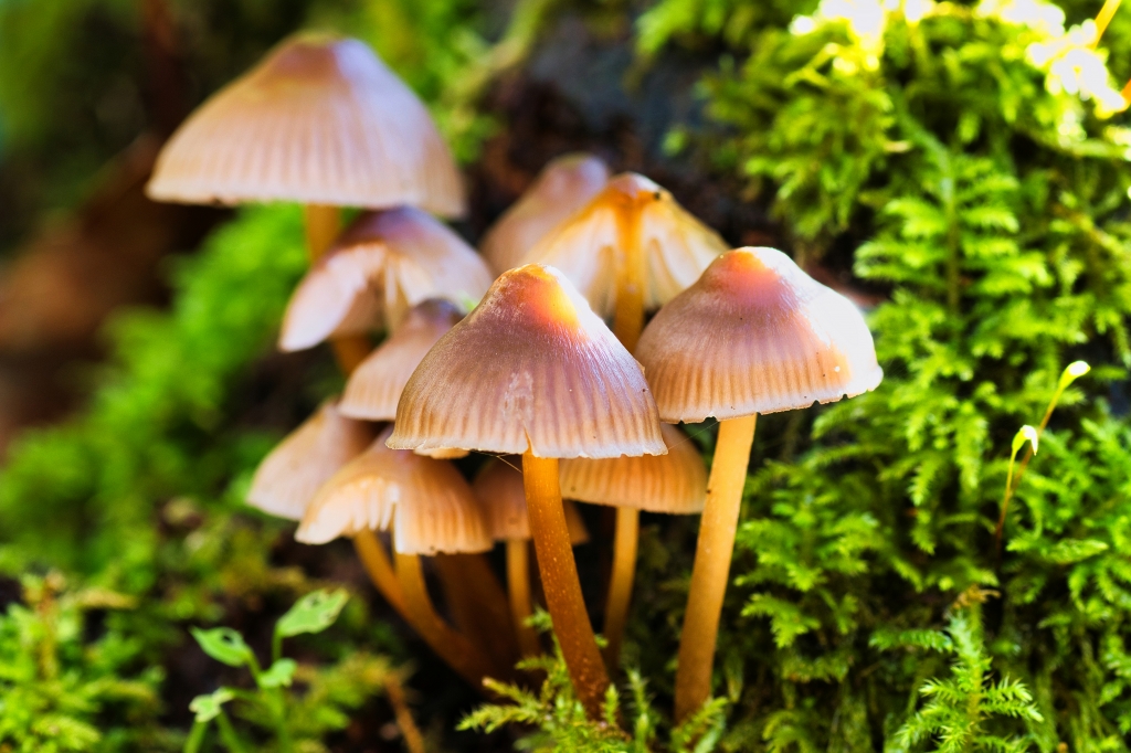 Funghi (Mycena inclinata) in gruppi su legno.