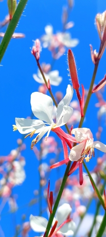 Fiore farfalla