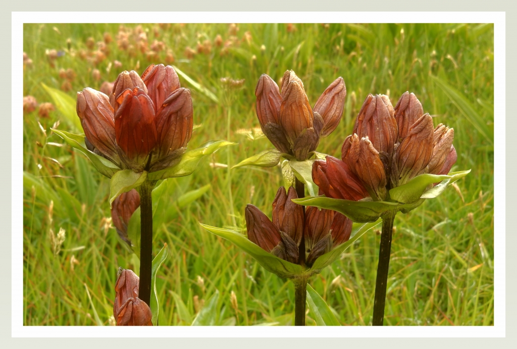 gentiana purpurea