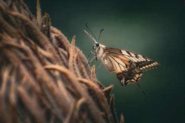 Machaon