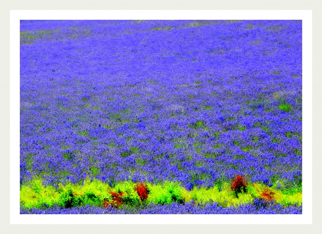 campo di lavanda in provenza