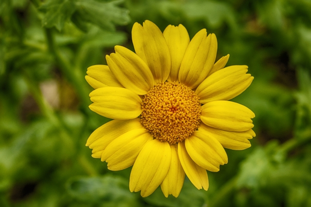 Il Cuore della Primavera