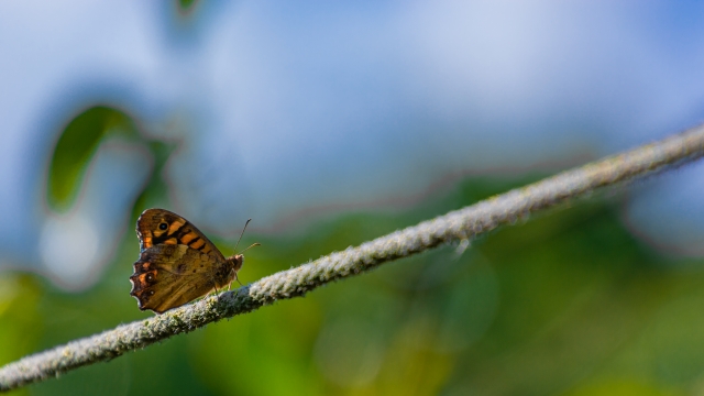 Farfalla
