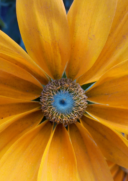 Rudbeckia