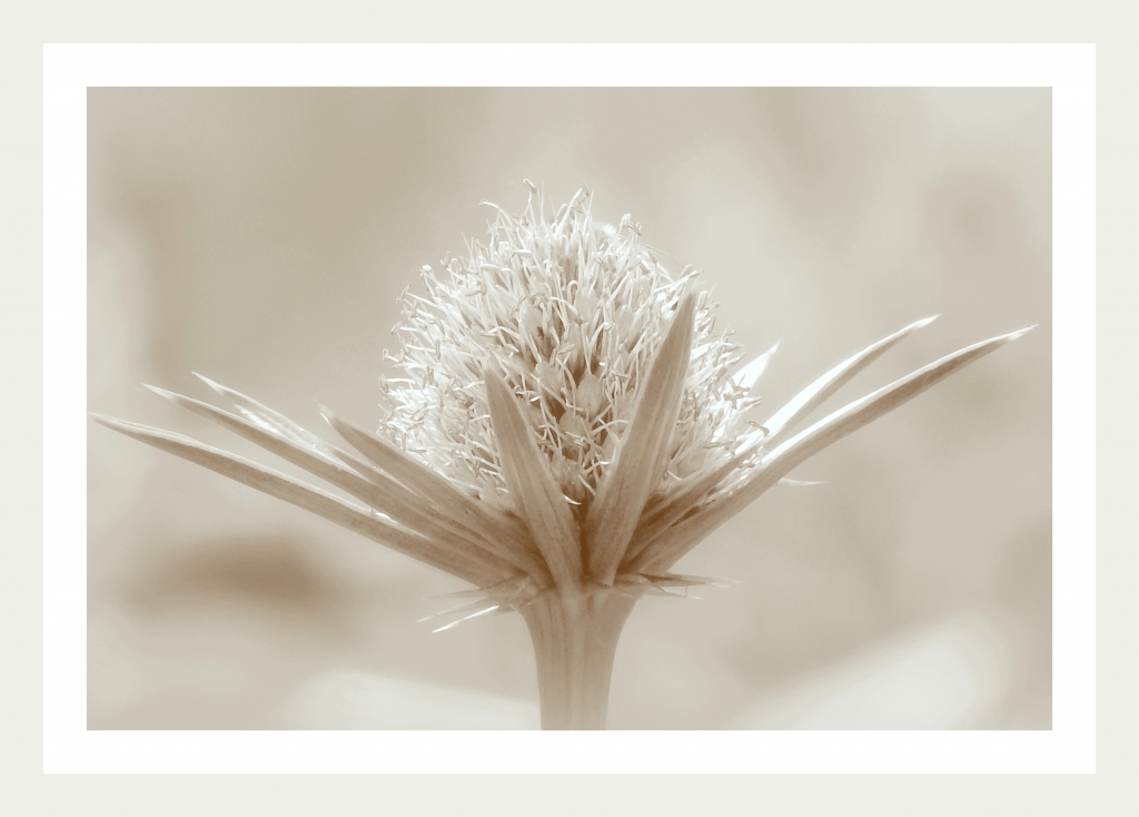 shabby chic mountains flowers