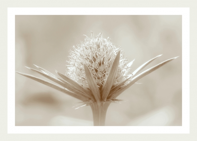 shabby chic mountains flowers