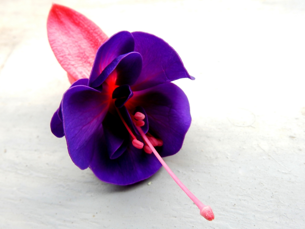 un po viola un po fucsia