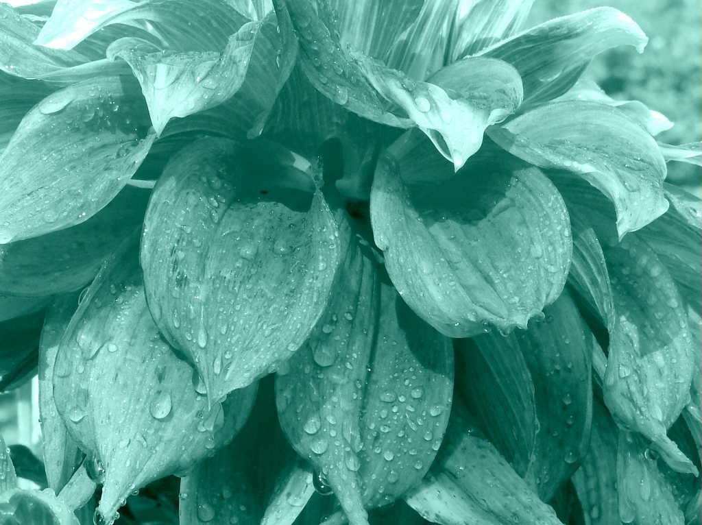 dalia menta