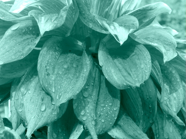 dalia menta