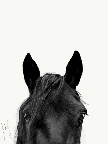 cavallo murgese