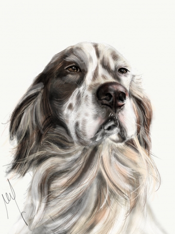 setter inglese