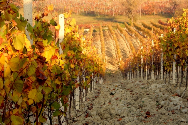 la vigna in autunno