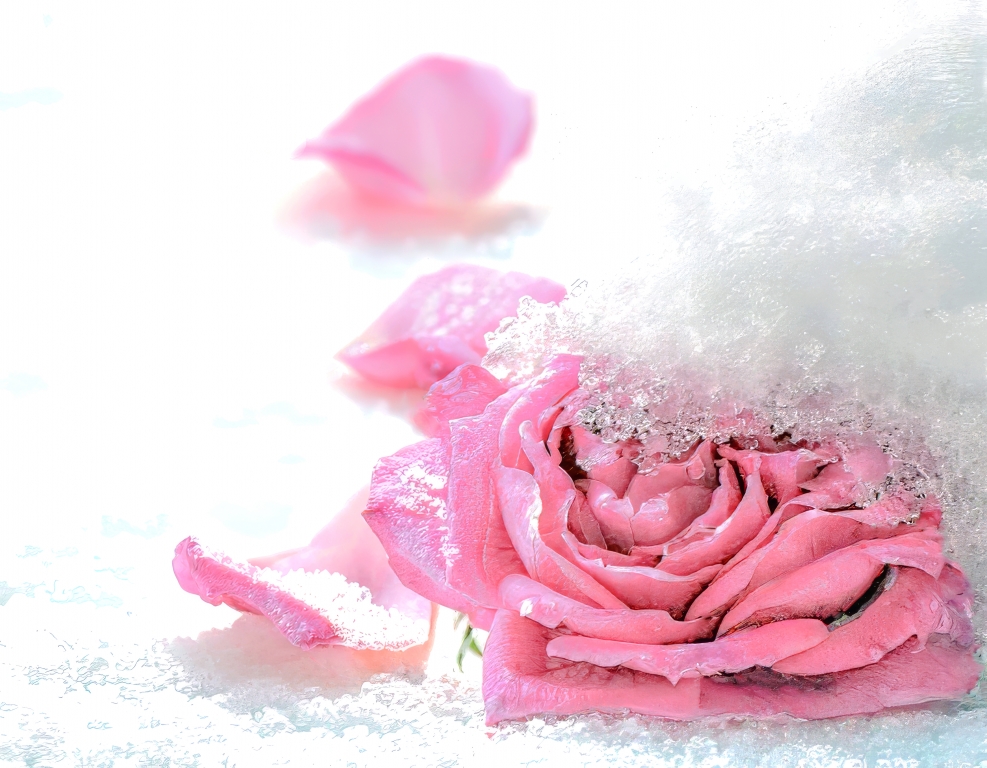 La Rosa nella neve