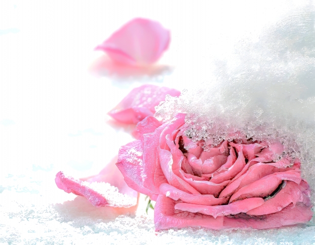 La Rosa nella neve