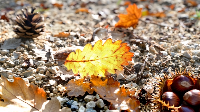 Sottobosco