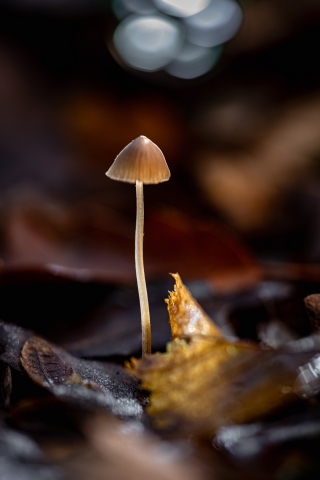 Autunno