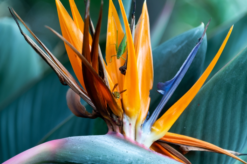 Fiore di Strelitzia