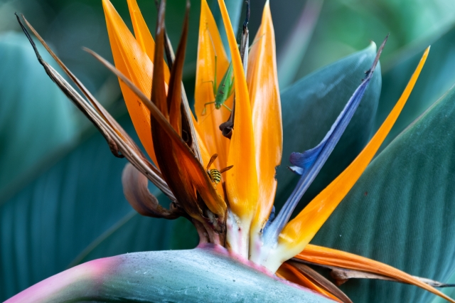 Fiore di Strelitzia