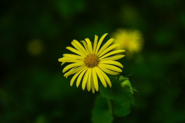 Petali di Luce