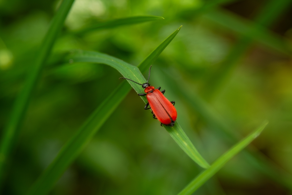 Sentinella Scarlatta
