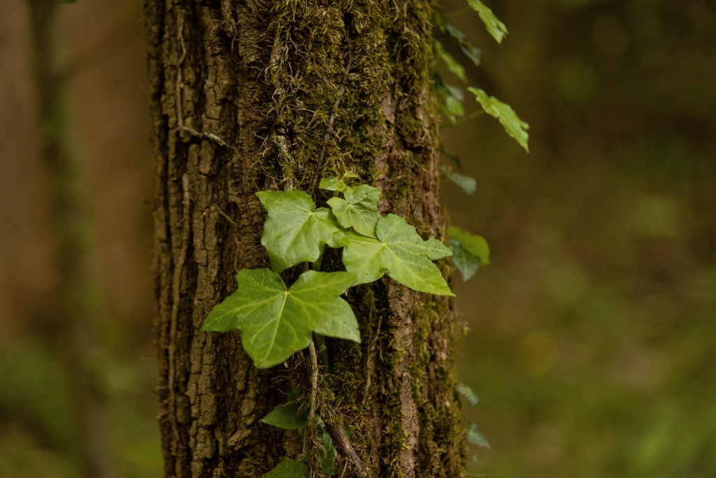 Legami di Bosco