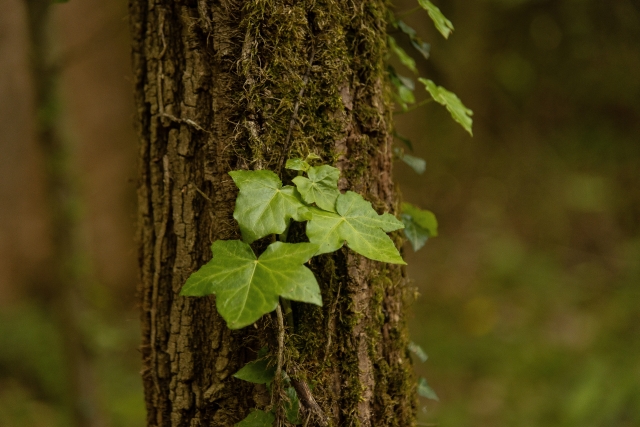 Legami di Bosco