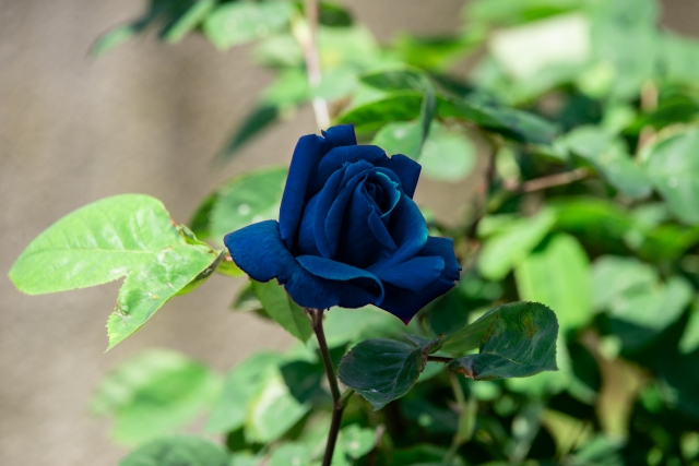 Rosa di Mezzanotte