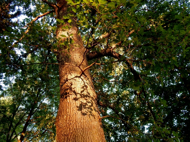 nel mio bosco