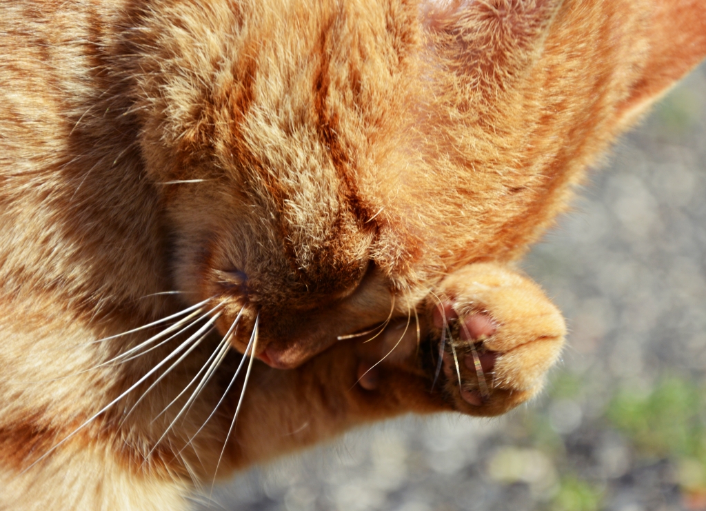 Miao