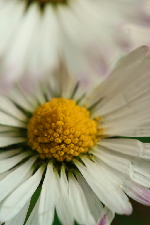 fiori