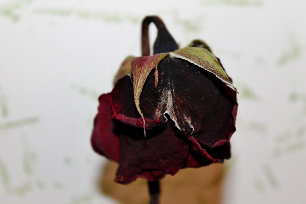 Solitudine di una rosa