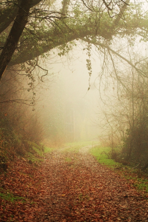 Wonderland