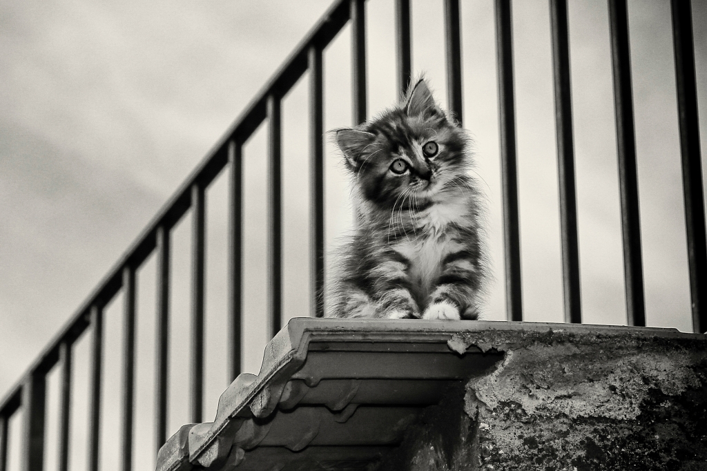 Gattino Malinconico