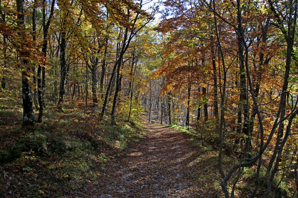 Una strada nel bosco